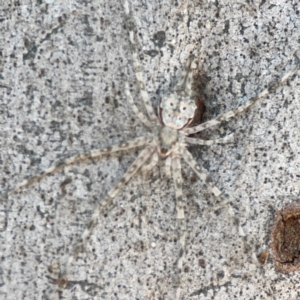 Tamopsis eucalypti (A two-tailed spider) at Nicholls, ACT by Hejor1