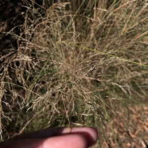 Eragrostis curvula at Nicholls, ACT - 29 Mar 2024