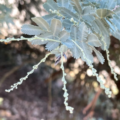 Acacia baileyana (Cootamundra Wattle, Golden Mimosa) at Nicholls, ACT - 29 Mar 2024 by Hejor1