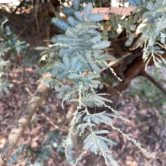 Acacia baileyana at Nicholls, ACT - 29 Mar 2024