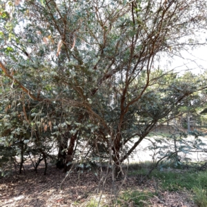 Acacia baileyana at Nicholls, ACT - 29 Mar 2024