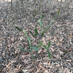 Opuntia elata at Nicholls, ACT - 29 Mar 2024 03:41 PM