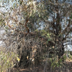 Eucalyptus dives at Nicholls, ACT - 29 Mar 2024