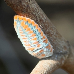 Monophlebulus sp. (genus) (Giant Snowball Mealybug) at Nicholls, ACT - 29 Mar 2024 by Hejor1