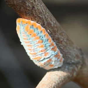 Monophlebulus sp. (genus) at Nicholls, ACT - 29 Mar 2024