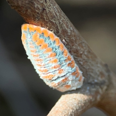 Monophlebulus sp. (genus) (Giant Snowball Mealybug) at Nicholls, ACT - 29 Mar 2024 by Hejor1