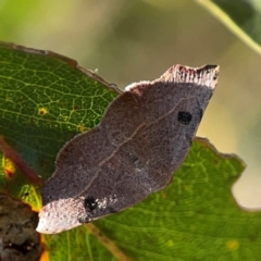 Lepidoptera unclassified ADULT moth at Nicholls, ACT - 29 Mar 2024 by Hejor1