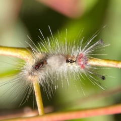 Orgyia anartoides (Painted Apple Moth) at Nicholls, ACT - 29 Mar 2024 by Hejor1