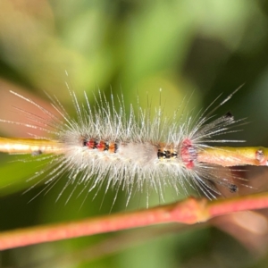 Orgyia anartoides at Nicholls, ACT - 29 Mar 2024