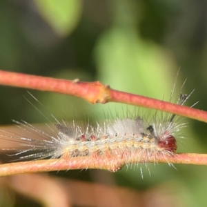 Orgyia anartoides at Nicholls, ACT - 29 Mar 2024