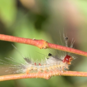 Orgyia anartoides at Nicholls, ACT - 29 Mar 2024