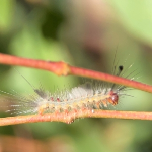 Orgyia anartoides at Nicholls, ACT - 29 Mar 2024