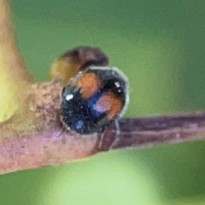 Diomus notescens (Little two-spotted ladybird) at Nicholls, ACT by Hejor1