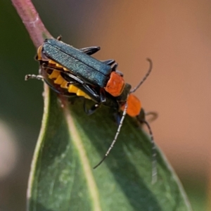 Chauliognathus tricolor (Tricolor soldier beetle) at Nicholls, ACT by Hejor1