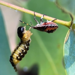 Paropsis atomaria (Eucalyptus leaf beetle) at Nicholls, ACT - 29 Mar 2024 by Hejor1