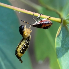 Unidentified Shield, Stink or Jewel Bug (Pentatomoidea) at Nicholls, ACT - 29 Mar 2024 by Hejor1