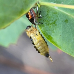 Oechalia schellenbergii at Nicholls, ACT - 29 Mar 2024