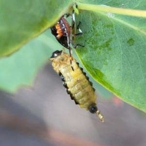 Oechalia schellenbergii at Nicholls, ACT - 29 Mar 2024 03:19 PM