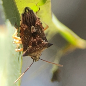 Oechalia schellenbergii at Nicholls, ACT - 29 Mar 2024 03:19 PM