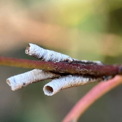 Chaetophyes compacta (Tube spittlebug) at Nicholls, ACT - 29 Mar 2024 by Hejor1