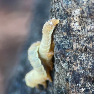 Pergidae sp. (family) at Nicholls, ACT - 29 Mar 2024