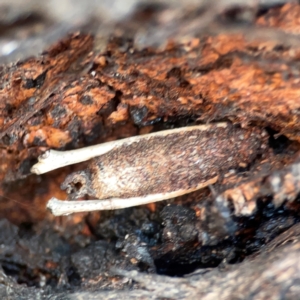 Trigonocyttara clandestina (Less-stick Case Moth) at Nicholls, ACT by Hejor1