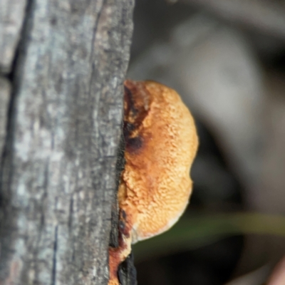 Truncospora ochroleuca at Nicholls, ACT - 29 Mar 2024 by Hejor1