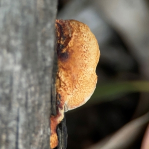 Truncospora ochroleuca at Nicholls, ACT - 29 Mar 2024