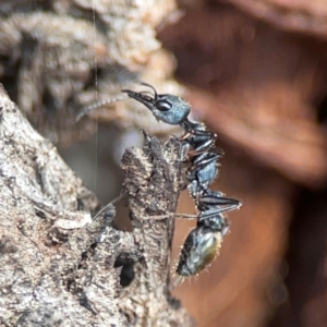 Myrmecia piliventris at Nicholls, ACT - 29 Mar 2024 03:10 PM