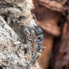 Myrmecia piliventris at Nicholls, ACT - 29 Mar 2024 03:10 PM