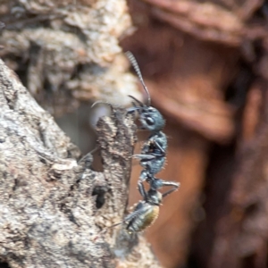 Myrmecia piliventris at Nicholls, ACT - 29 Mar 2024