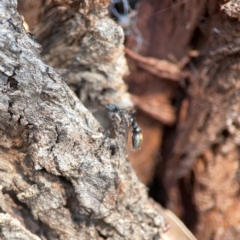 Myrmecia piliventris at Nicholls, ACT - 29 Mar 2024 03:10 PM