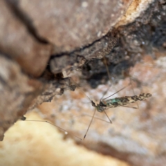 Discobola sp. (genus) (A crane fly) at Nicholls, ACT - 29 Mar 2024 by Hejor1