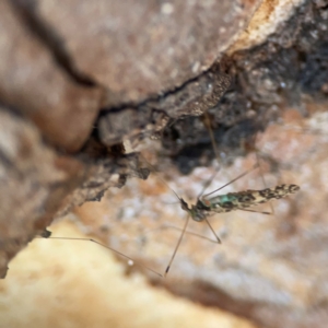 Discobola sp. (genus) (A crane fly) at Nicholls, ACT by Hejor1