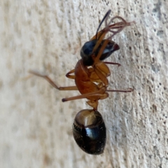 Camponotus consobrinus at Nicholls, ACT - 29 Mar 2024 by Hejor1