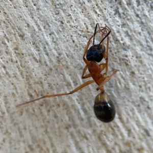 Camponotus consobrinus at Nicholls, ACT - 29 Mar 2024 03:04 PM