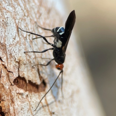 Callibracon capitator (White Flank Black Braconid Wasp) at Nicholls, ACT - 29 Mar 2024 by Hejor1