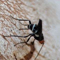 Callibracon capitator at Nicholls, ACT - 29 Mar 2024 03:03 PM