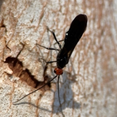 Callibracon capitator at Nicholls, ACT - 29 Mar 2024 03:03 PM