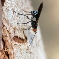 Callibracon capitator at Nicholls, ACT - 29 Mar 2024 03:03 PM