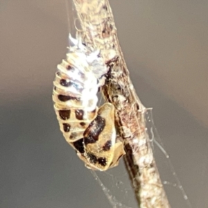 Coccinellidae (family) at Nicholls, ACT - 29 Mar 2024