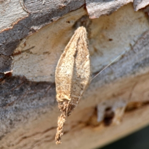 Hyalarcta nigrescens (Ribbed Case Moth) at Nicholls, ACT by Hejor1