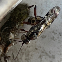 Eupelmidae (family) (Eupelmid wasp) at Nicholls, ACT - 29 Mar 2024 by Hejor1