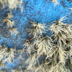 Usnea sp. (genus) (Bearded lichen) at Nicholls, ACT by Hejor1