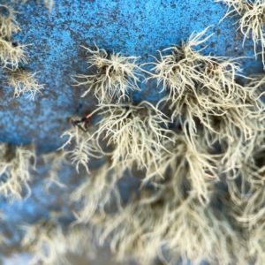 Usnea sp. (genus) at Nicholls, ACT - 29 Mar 2024 02:57 PM