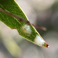 Glycaspis sp. (genus) at Nicholls, ACT - 29 Mar 2024 by Hejor1