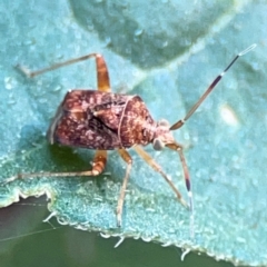 Sidnia kinbergi (Australian crop mirid) at Sullivans Creek, Lyneham North - 29 Mar 2024 by Hejor1