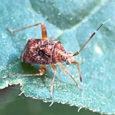 Sidnia kinbergi (Australian crop mirid) at Sullivans Creek, Lyneham North - 29 Mar 2024 by Hejor1