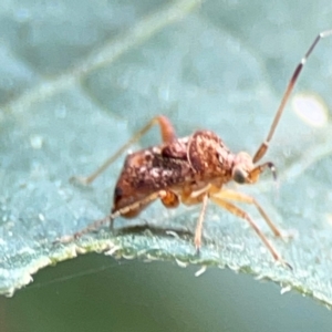 Sidnia kinbergi at Sullivans Creek, Lyneham North - 29 Mar 2024 02:34 PM