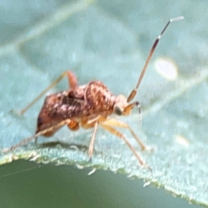 Sidnia kinbergi at Sullivans Creek, Lyneham North - 29 Mar 2024 02:34 PM